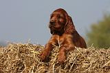 SETTER IRLANDAIS 125